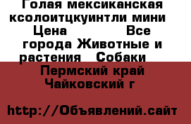 Голая мексиканская ксолоитцкуинтли мини › Цена ­ 20 000 - Все города Животные и растения » Собаки   . Пермский край,Чайковский г.